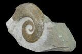 Cretaceous Ammonite (Crioceratites) Fossil - France #153138-1